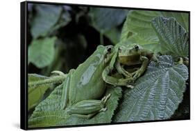 Hyla Meridionalis (Mediterranean Tree Frog) - Pair-Paul Starosta-Framed Stretched Canvas