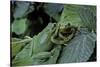 Hyla Meridionalis (Mediterranean Tree Frog) - Pair-Paul Starosta-Stretched Canvas