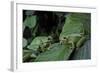 Hyla Meridionalis (Mediterranean Tree Frog) - Pair-Paul Starosta-Framed Photographic Print