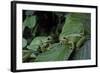 Hyla Meridionalis (Mediterranean Tree Frog) - Pair-Paul Starosta-Framed Photographic Print