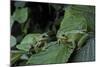 Hyla Meridionalis (Mediterranean Tree Frog) - Pair-Paul Starosta-Mounted Photographic Print