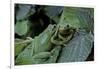 Hyla Meridionalis (Mediterranean Tree Frog) - Pair-Paul Starosta-Framed Photographic Print