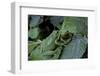 Hyla Meridionalis (Mediterranean Tree Frog) - Pair-Paul Starosta-Framed Photographic Print