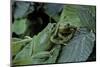 Hyla Meridionalis (Mediterranean Tree Frog) - Pair-Paul Starosta-Mounted Photographic Print