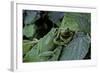 Hyla Meridionalis (Mediterranean Tree Frog) - Pair-Paul Starosta-Framed Photographic Print