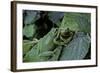 Hyla Meridionalis (Mediterranean Tree Frog) - Pair-Paul Starosta-Framed Photographic Print