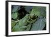 Hyla Meridionalis (Mediterranean Tree Frog) - Pair-Paul Starosta-Framed Photographic Print