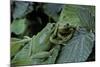 Hyla Meridionalis (Mediterranean Tree Frog) - Pair-Paul Starosta-Mounted Photographic Print