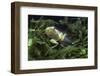 Hyla Meridionalis (Mediterranean Tree Frog) - Tadpole 2 Legs-Paul Starosta-Framed Photographic Print