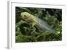 Hyla Meridionalis (Mediterranean Tree Frog) - Tadpole 2 Legs-Paul Starosta-Framed Photographic Print