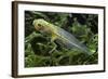 Hyla Meridionalis (Mediterranean Tree Frog) - Tadpole 2 Legs-Paul Starosta-Framed Photographic Print