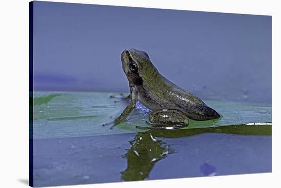 Hyla Meridionalis (Mediterranean Tree Frog) - Young with Tail Stump-Paul Starosta-Stretched Canvas