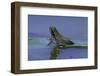 Hyla Meridionalis (Mediterranean Tree Frog) - Young with Tail Stump-Paul Starosta-Framed Photographic Print