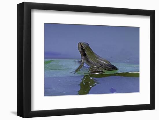 Hyla Meridionalis (Mediterranean Tree Frog) - Young with Tail Stump-Paul Starosta-Framed Photographic Print