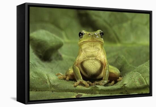Hyla Meridionalis (Mediterranean Tree Frog)-Paul Starosta-Framed Stretched Canvas