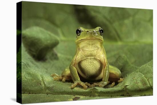 Hyla Meridionalis (Mediterranean Tree Frog)-Paul Starosta-Stretched Canvas