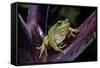 Hyla Meridionalis (Mediterranean Tree Frog)-Paul Starosta-Framed Stretched Canvas