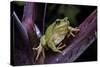 Hyla Meridionalis (Mediterranean Tree Frog)-Paul Starosta-Stretched Canvas