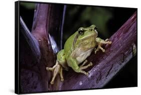 Hyla Meridionalis (Mediterranean Tree Frog)-Paul Starosta-Framed Stretched Canvas