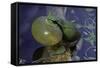 Hyla Meridionalis (Mediterranean Tree Frog)-Paul Starosta-Framed Stretched Canvas