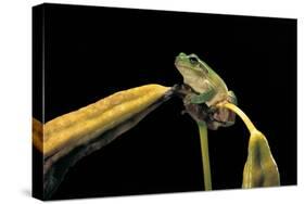 Hyla Meridionalis (Mediterranean Tree Frog)-Paul Starosta-Stretched Canvas
