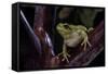 Hyla Meridionalis (Mediterranean Tree Frog)-Paul Starosta-Framed Stretched Canvas