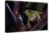 Hyla Meridionalis (Mediterranean Tree Frog)-Paul Starosta-Stretched Canvas