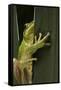 Hyla Meridionalis (Mediterranean Tree Frog)-Paul Starosta-Framed Stretched Canvas