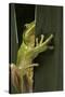 Hyla Meridionalis (Mediterranean Tree Frog)-Paul Starosta-Stretched Canvas