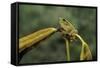 Hyla Meridionalis (Mediterranean Tree Frog)-Paul Starosta-Framed Stretched Canvas