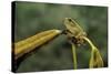 Hyla Meridionalis (Mediterranean Tree Frog)-Paul Starosta-Stretched Canvas