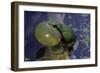 Hyla Meridionalis (Mediterranean Tree Frog)-Paul Starosta-Framed Photographic Print