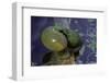 Hyla Meridionalis (Mediterranean Tree Frog)-Paul Starosta-Framed Photographic Print