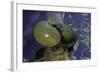 Hyla Meridionalis (Mediterranean Tree Frog)-Paul Starosta-Framed Photographic Print