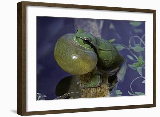 Hyla Meridionalis (Mediterranean Tree Frog)-Paul Starosta-Framed Photographic Print