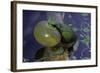 Hyla Meridionalis (Mediterranean Tree Frog)-Paul Starosta-Framed Photographic Print