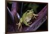 Hyla Meridionalis (Mediterranean Tree Frog)-Paul Starosta-Framed Photographic Print