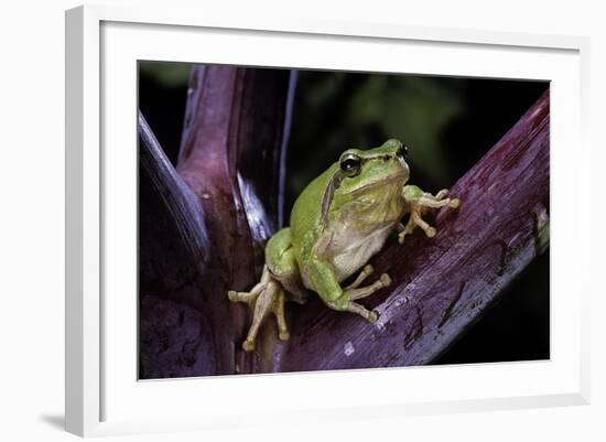 Hyla Meridionalis (Mediterranean Tree Frog)-Paul Starosta-Framed Photographic Print