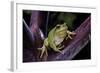 Hyla Meridionalis (Mediterranean Tree Frog)-Paul Starosta-Framed Photographic Print