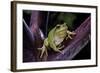 Hyla Meridionalis (Mediterranean Tree Frog)-Paul Starosta-Framed Photographic Print