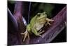 Hyla Meridionalis (Mediterranean Tree Frog)-Paul Starosta-Mounted Photographic Print