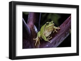 Hyla Meridionalis (Mediterranean Tree Frog)-Paul Starosta-Framed Photographic Print