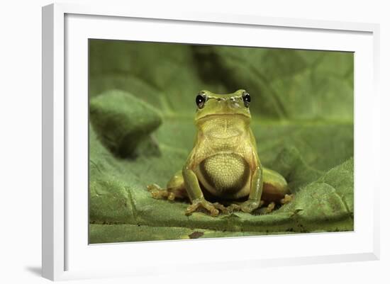 Hyla Meridionalis (Mediterranean Tree Frog)-Paul Starosta-Framed Photographic Print