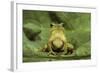 Hyla Meridionalis (Mediterranean Tree Frog)-Paul Starosta-Framed Photographic Print