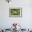 Hyla Meridionalis (Mediterranean Tree Frog)-Paul Starosta-Framed Photographic Print displayed on a wall