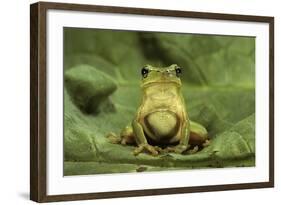 Hyla Meridionalis (Mediterranean Tree Frog)-Paul Starosta-Framed Photographic Print