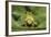 Hyla Meridionalis (Mediterranean Tree Frog)-Paul Starosta-Framed Photographic Print