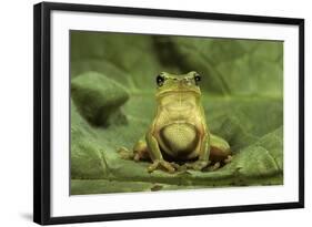 Hyla Meridionalis (Mediterranean Tree Frog)-Paul Starosta-Framed Photographic Print