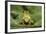 Hyla Meridionalis (Mediterranean Tree Frog)-Paul Starosta-Framed Photographic Print