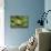 Hyla Meridionalis (Mediterranean Tree Frog)-Paul Starosta-Mounted Photographic Print displayed on a wall